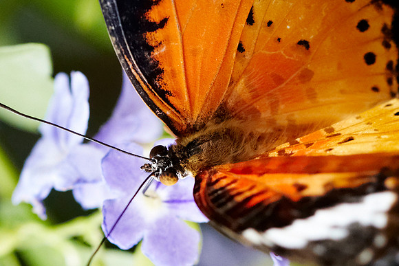 0582bfly10-18-11