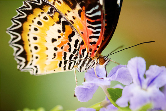 0367bfly10-18-11
