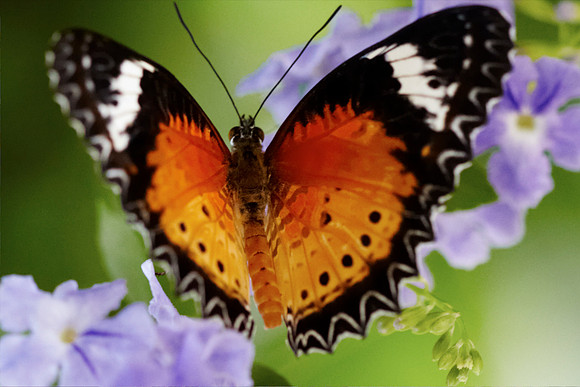 0518bfly10-18-11