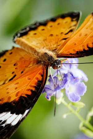 0602bfly10-18-11 1