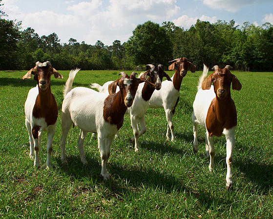 CRW_2395 8x10 goats hue & sat