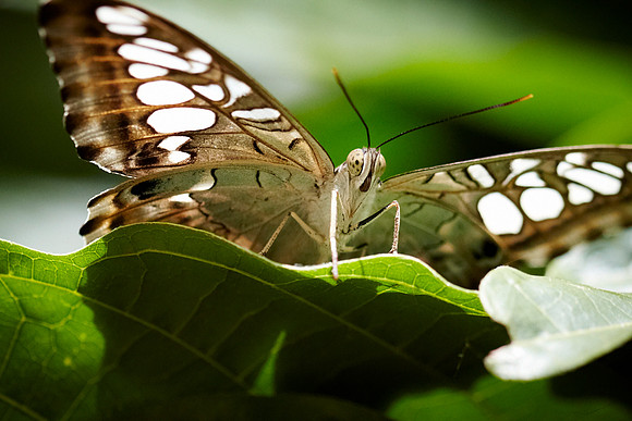 0472bfly10-18-11