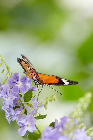 0463bfly10-18-11