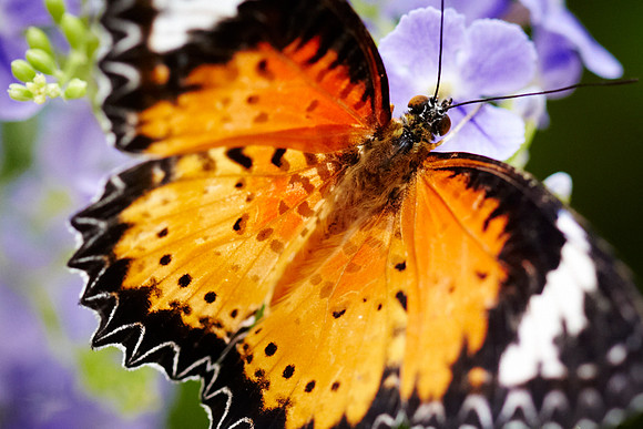 0404bfly10-18-11 2