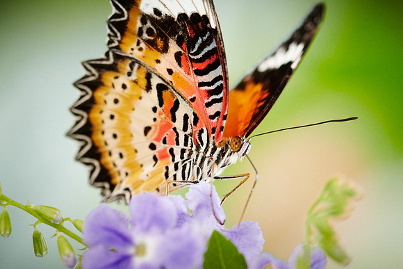 0453bfly10-18-11 2