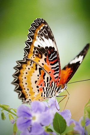 0453bfly10-18-11
