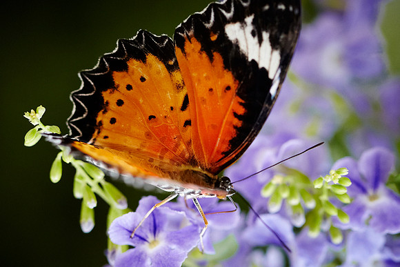 0408bfly10-18-11