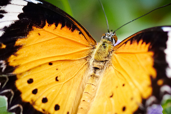 0365bfly10-18-11
