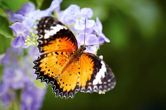 0404bfly10-18-11