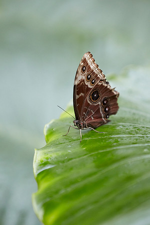0286bfly10-18-11
