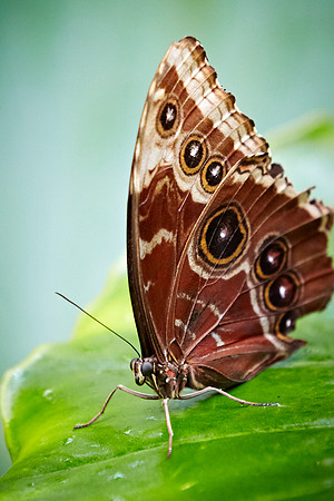 0340bfly10-18-11 1