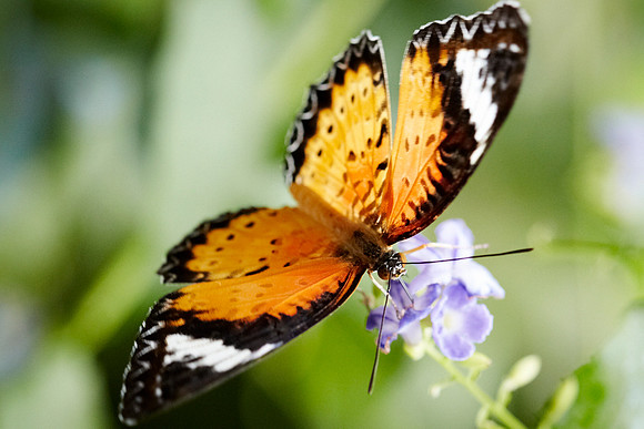 0603bfly10-18-11