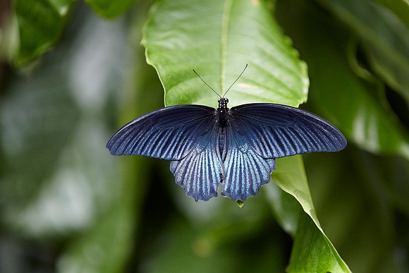 0208bfly10-18-11