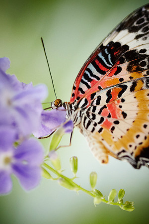 0452bfly10-18-11 1