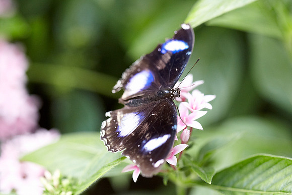 0645bfly10-18-11