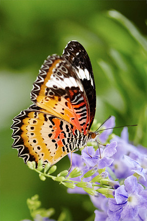 0540bfly10-18-11