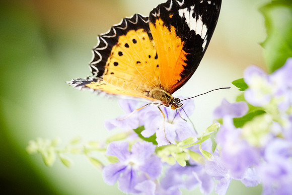 0386bfly10-18-11 1