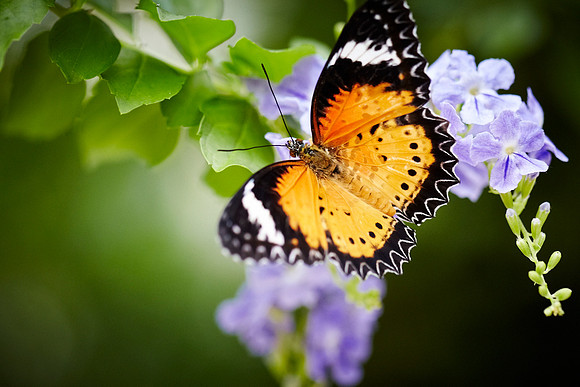 0393bfly10-18-11