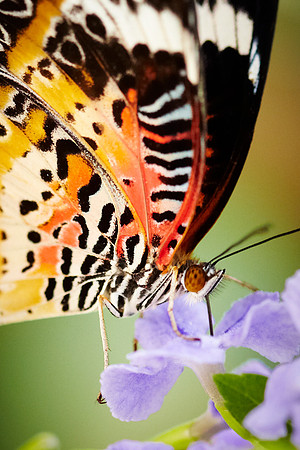 0367bfly10-18-11 2