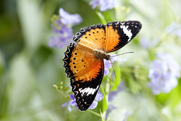 0444bfly10-18-11
