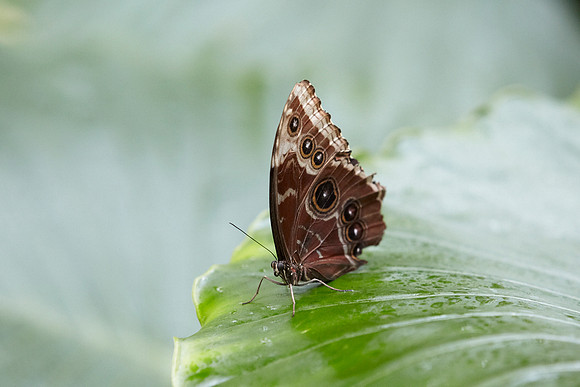 0305bfly10-18-11